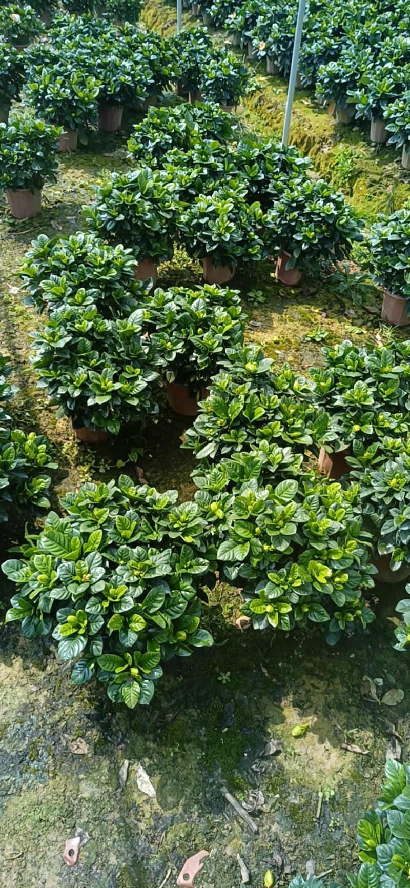 棒棒糖栀子花耐养弄耐放泥巴种不掉包开花香气满满绿植盆栽畅