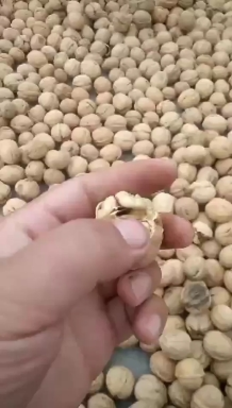 纸皮核桃产地直销，规格品种齐全，价位底！