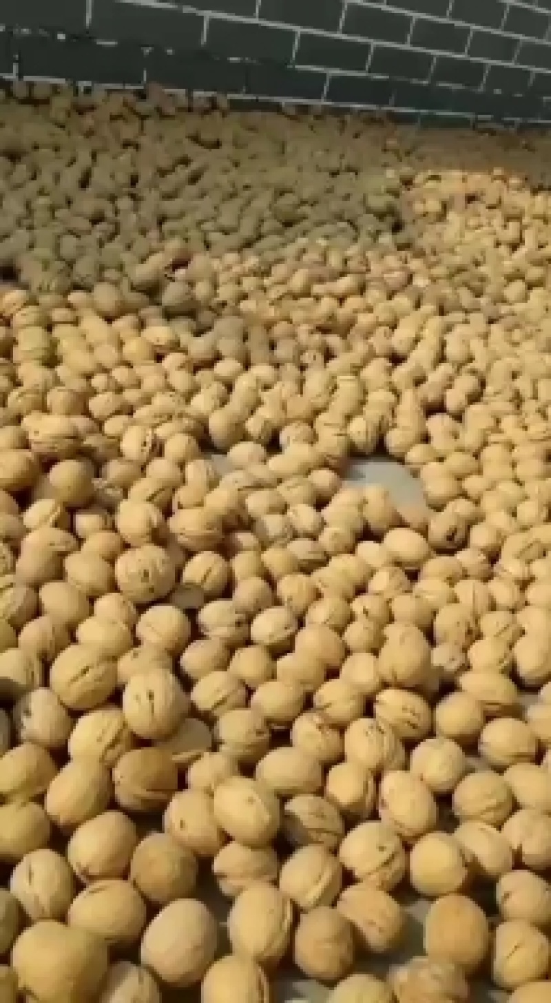 纸皮核桃产地直销，规格品种齐全，价位底！