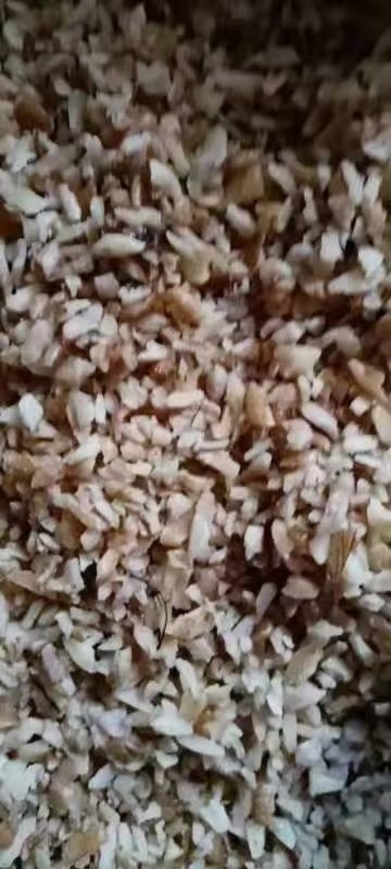 东北碎核桃仁