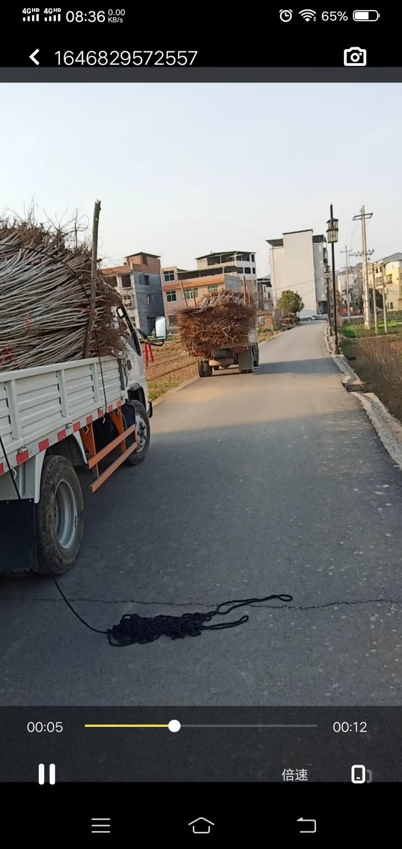 杨树苗速生白杨树苗抗冻抗寒杨树苗杨树种条