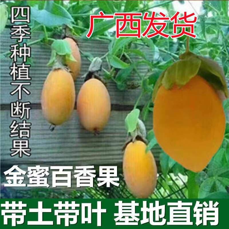 新品种金蜜百香果当年结果四季可种纯甜不酸特大果包邮发