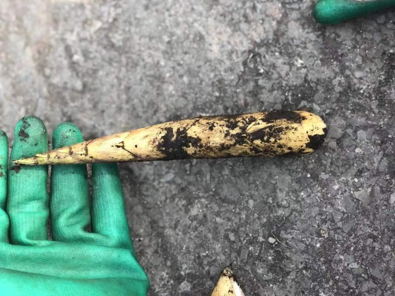 罗汉笋，有需要的下单