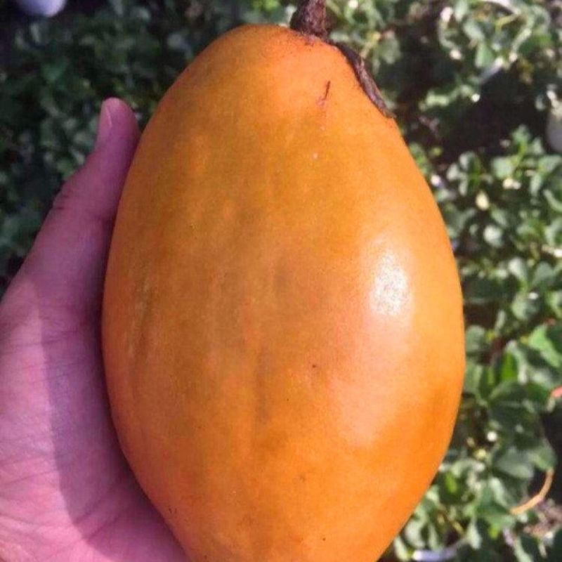 新品种金蜜百香果当年结果四季可种纯甜不酸特大果包邮发