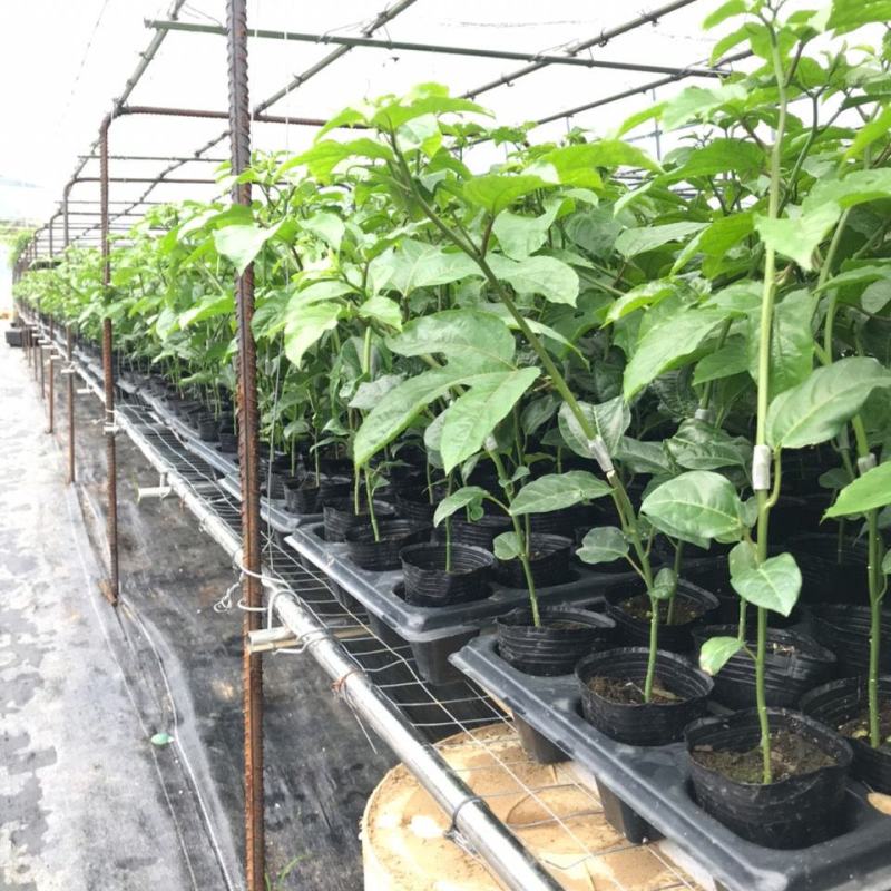 新品种金蜜百香果当年结果四季可种纯甜不酸特大果包邮发