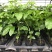新品种金蜜百香果当年结果四季可种纯甜不酸特大果包邮发