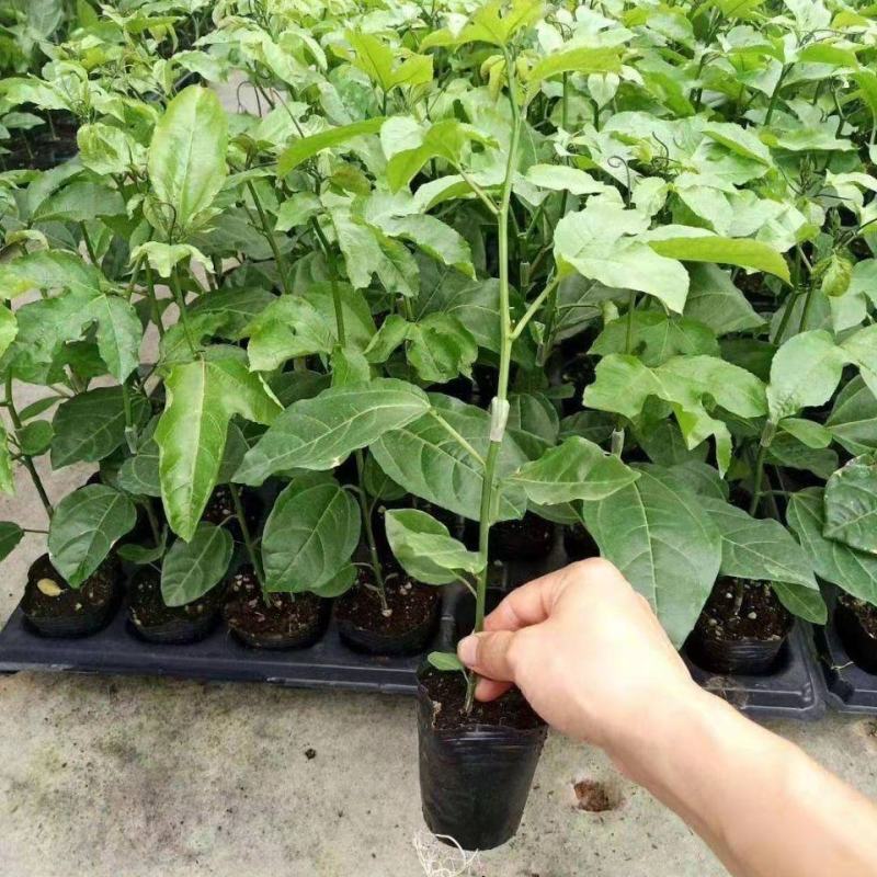 新品种金蜜百香果当年结果四季可种纯甜不酸特大果包邮发