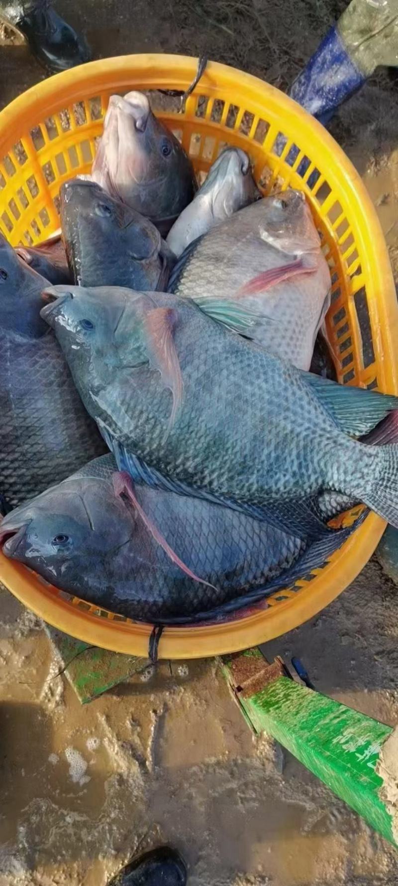 海南一号罗非鱼苗青吉富罗非鱼苗规格齐全生长速度快