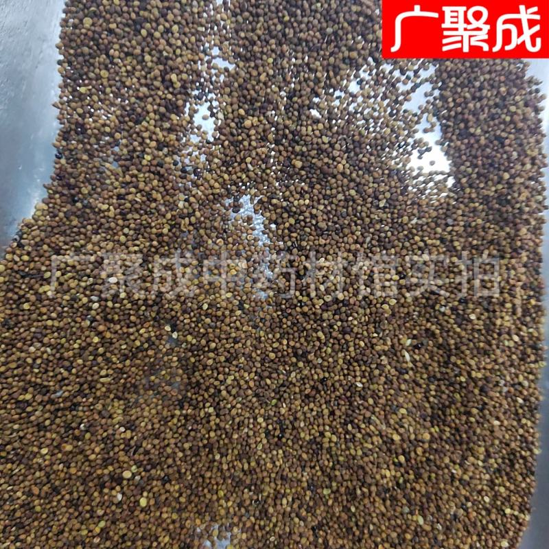 菟丝子水洗内蒙含量高新货无杂质吐丝籽兔丝籽菟丝籽