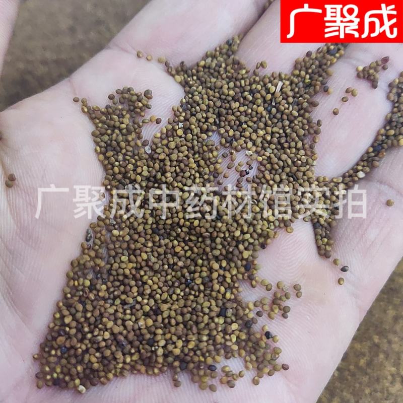菟丝子水洗内蒙含量高新货无杂质吐丝籽兔丝籽菟丝籽