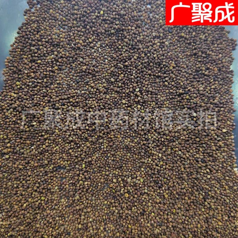 菟丝子水洗内蒙含量高新货无杂质吐丝籽兔丝籽菟丝籽