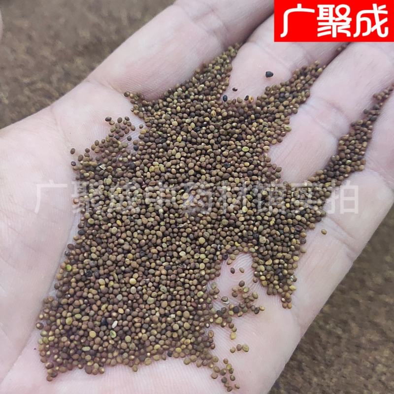 菟丝子水洗内蒙含量高新货无杂质吐丝籽兔丝籽菟丝籽