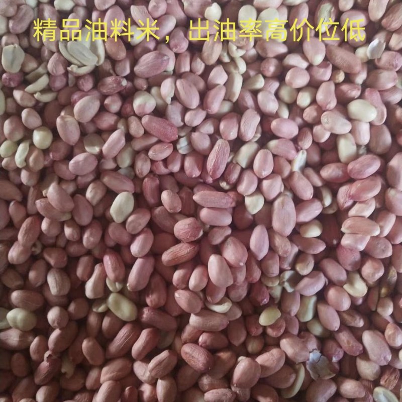 优质花生米榨油米商品米，产地直销大量批发供应规格品种齐全