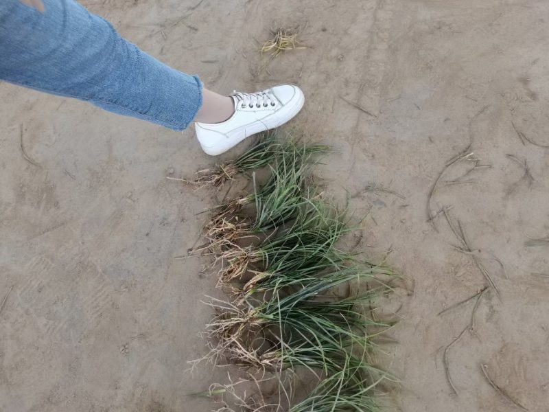 麦冬草