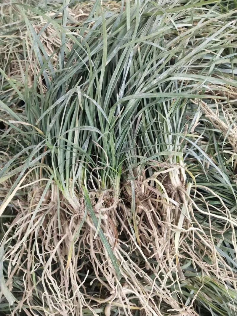 麦冬草