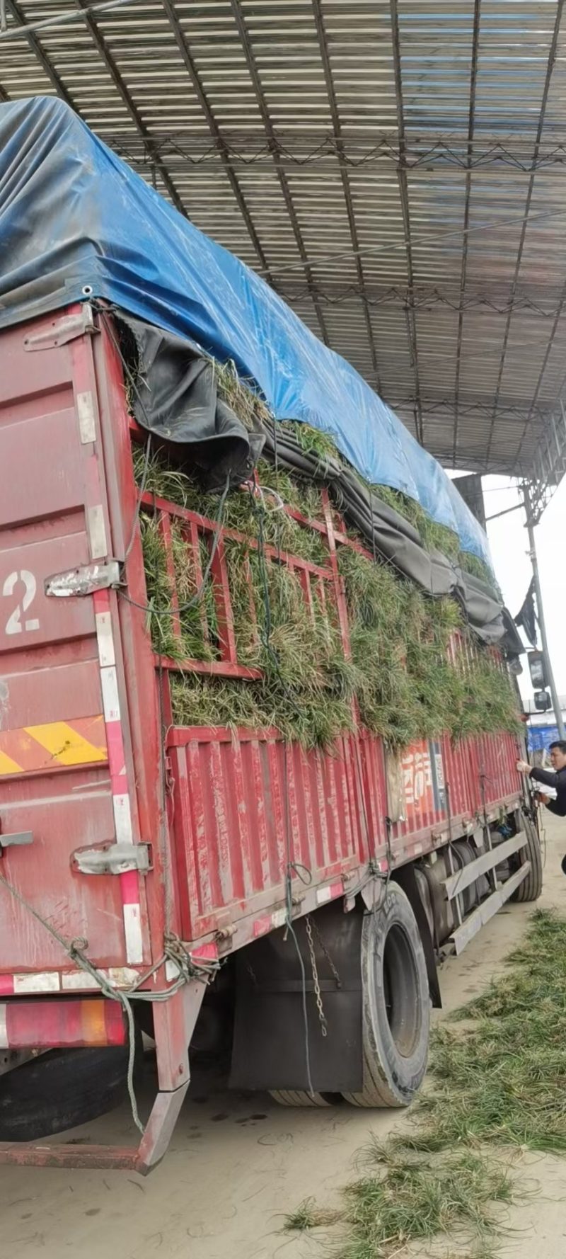 麦冬草
