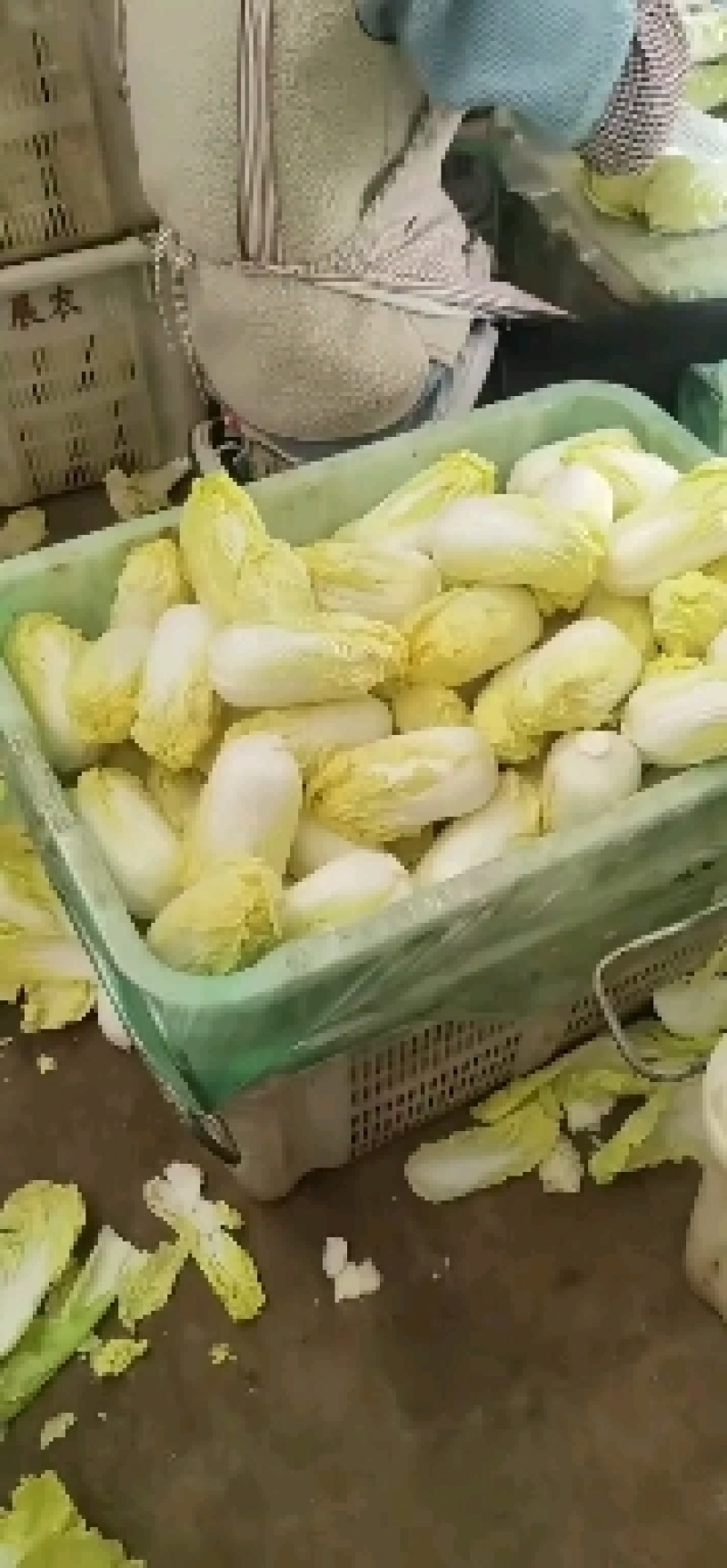 张北精品黄心娃娃菜大量上市，大娃小娃大量有货支持各种包装