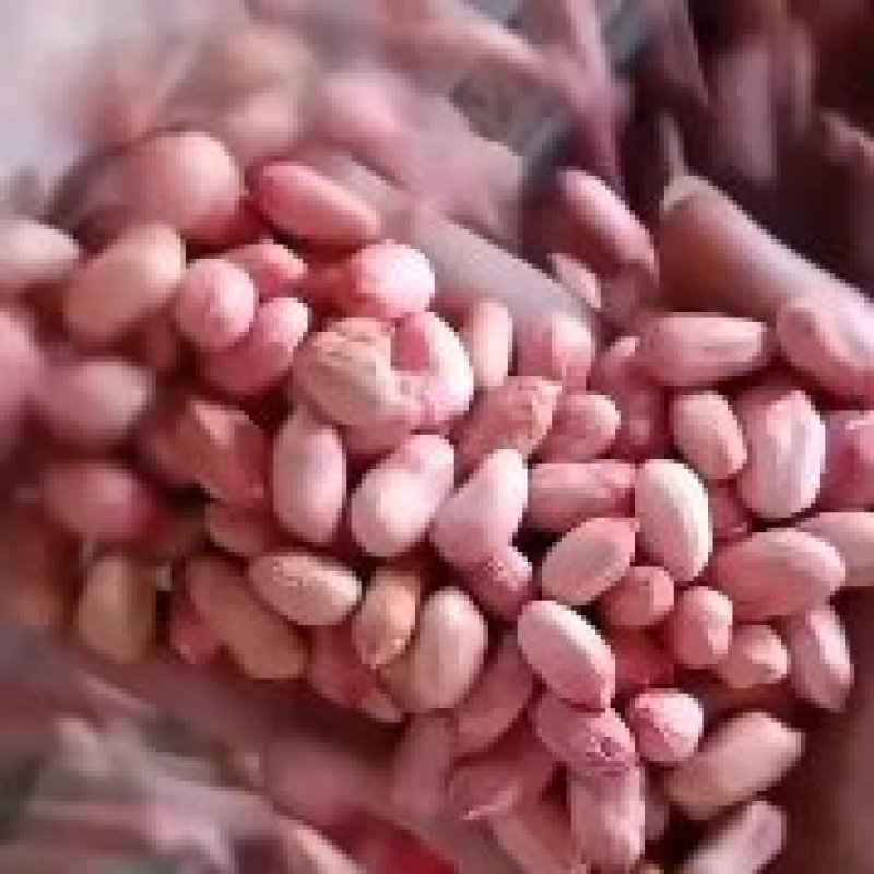 优质花生米产地直销大量供应规格品种齐全大量油料米商品米