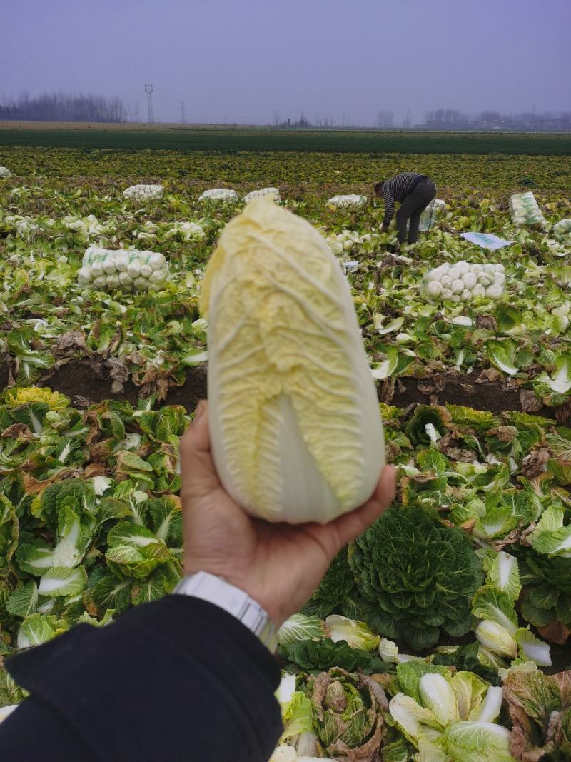 张北精品黄心娃娃菜大量上市，大娃小娃大量有货支持各种包装