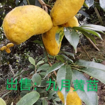 那藤（九月黄）2年苗