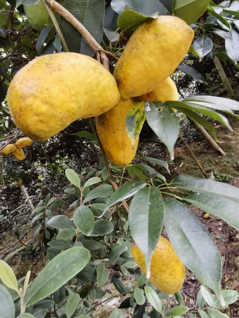 那藤（九月黄）2年苗