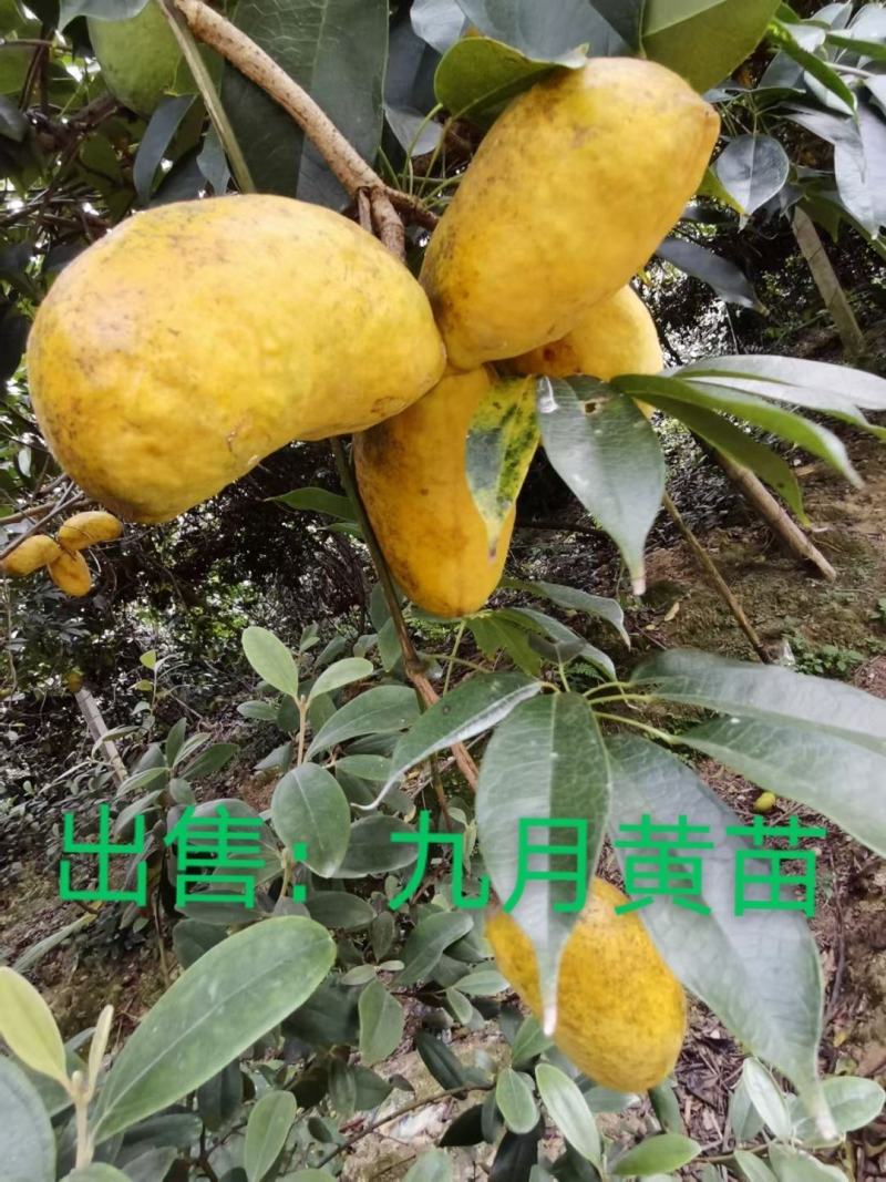 那藤（九月黄）2年苗