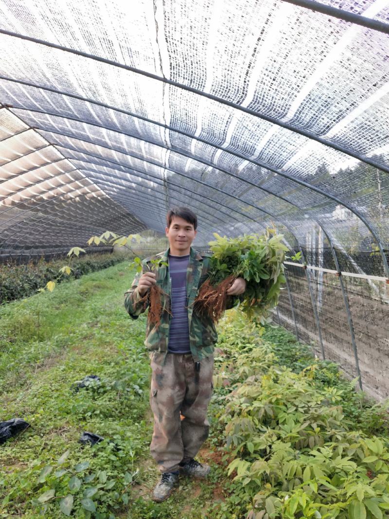 那藤（九月黄）2年苗