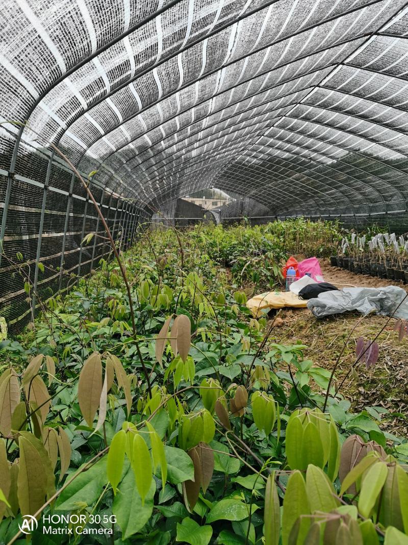 那藤（九月黄）2年苗