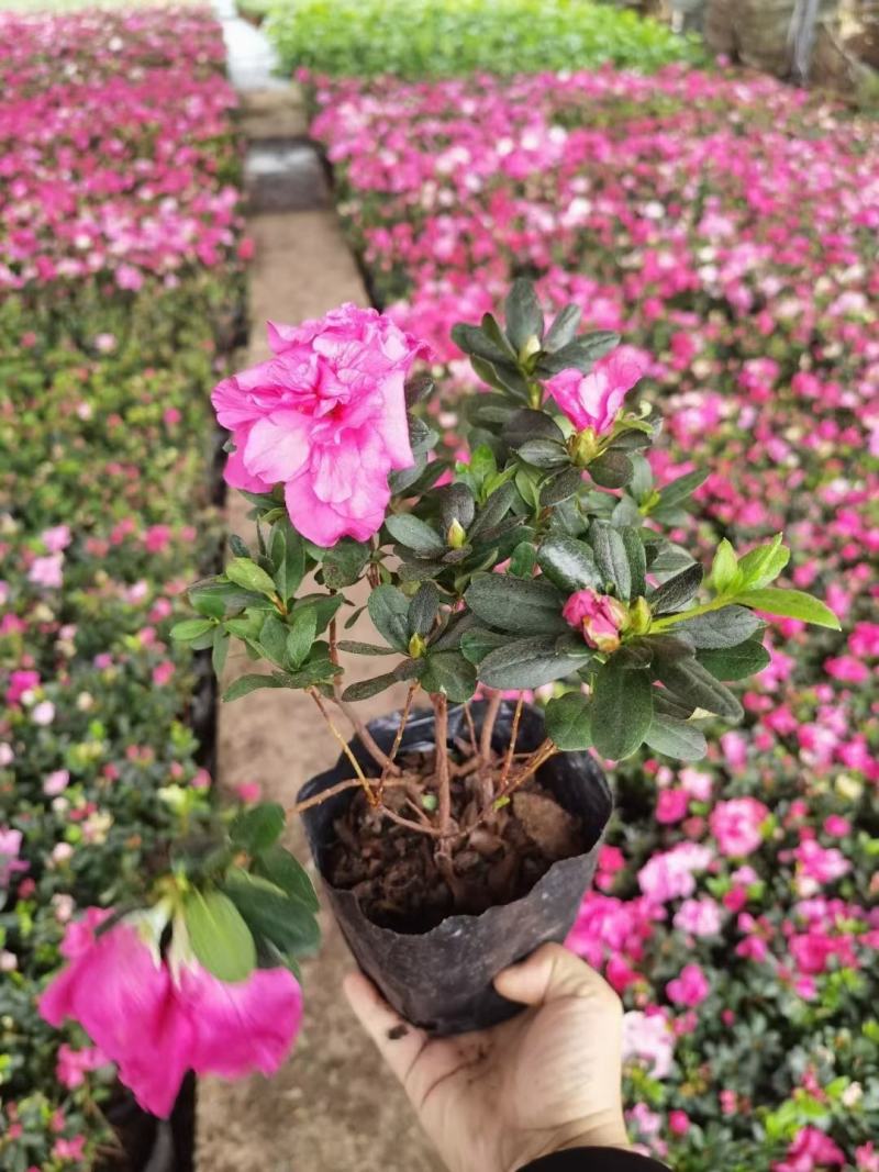 湖南夏鹃，西洋杜鹃杯苗，夏鹃球湖南比利时杜鹃小苗量大从优