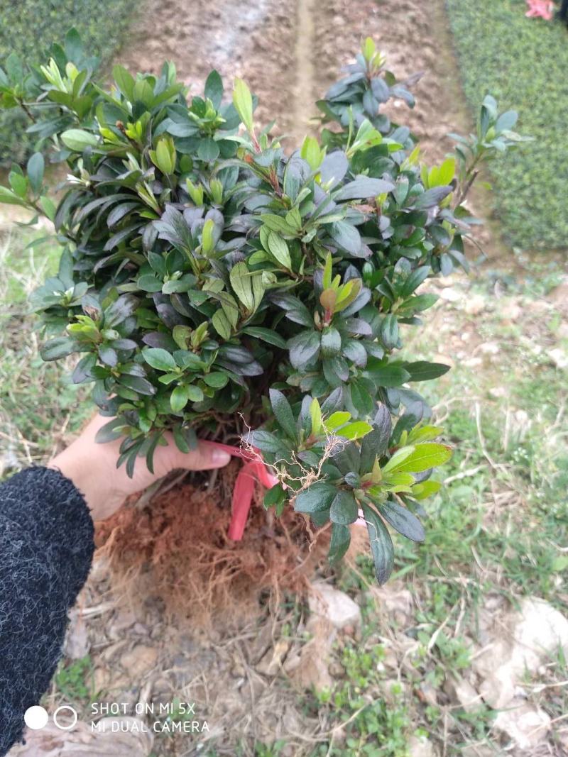 湖南夏鹃，西洋杜鹃杯苗，夏鹃球湖南比利时杜鹃小苗量大从优