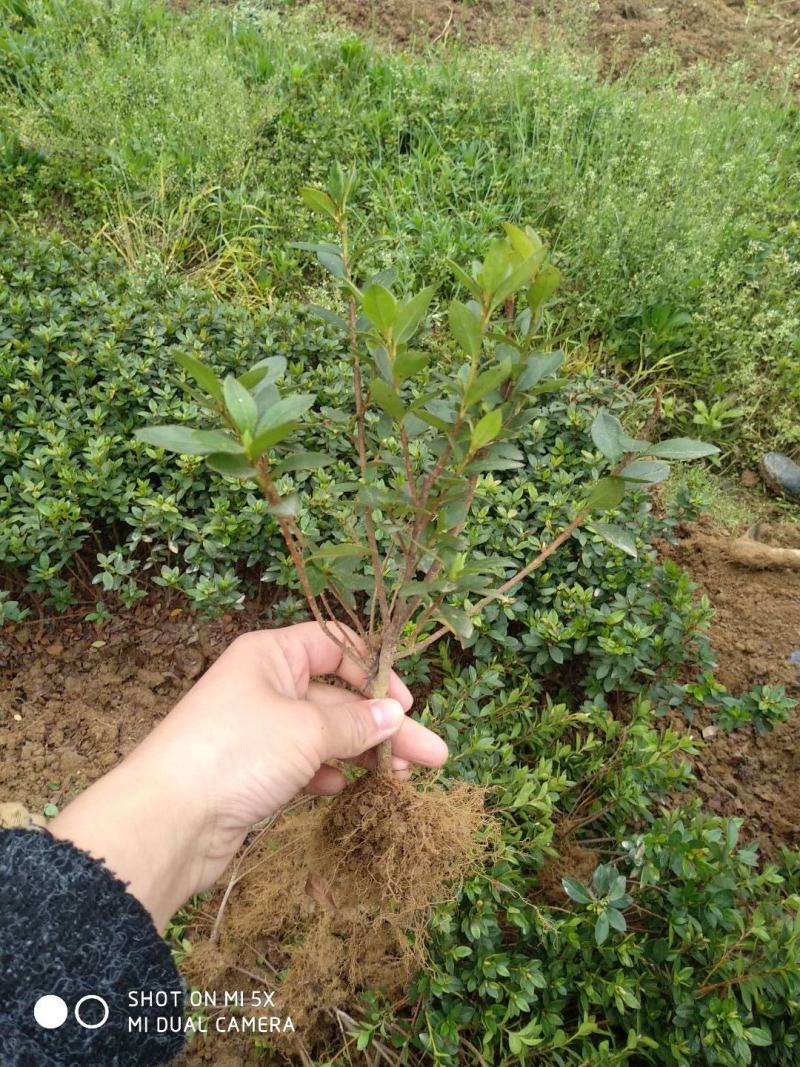 湖南夏鹃，西洋杜鹃杯苗，夏鹃球湖南比利时杜鹃小苗量大从优