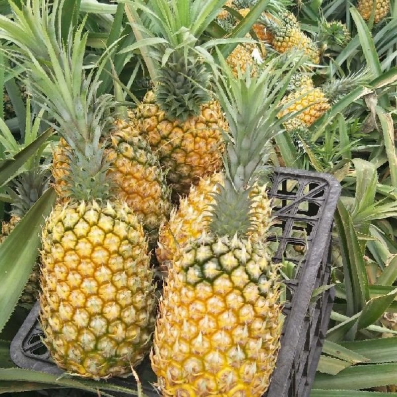 菠萝