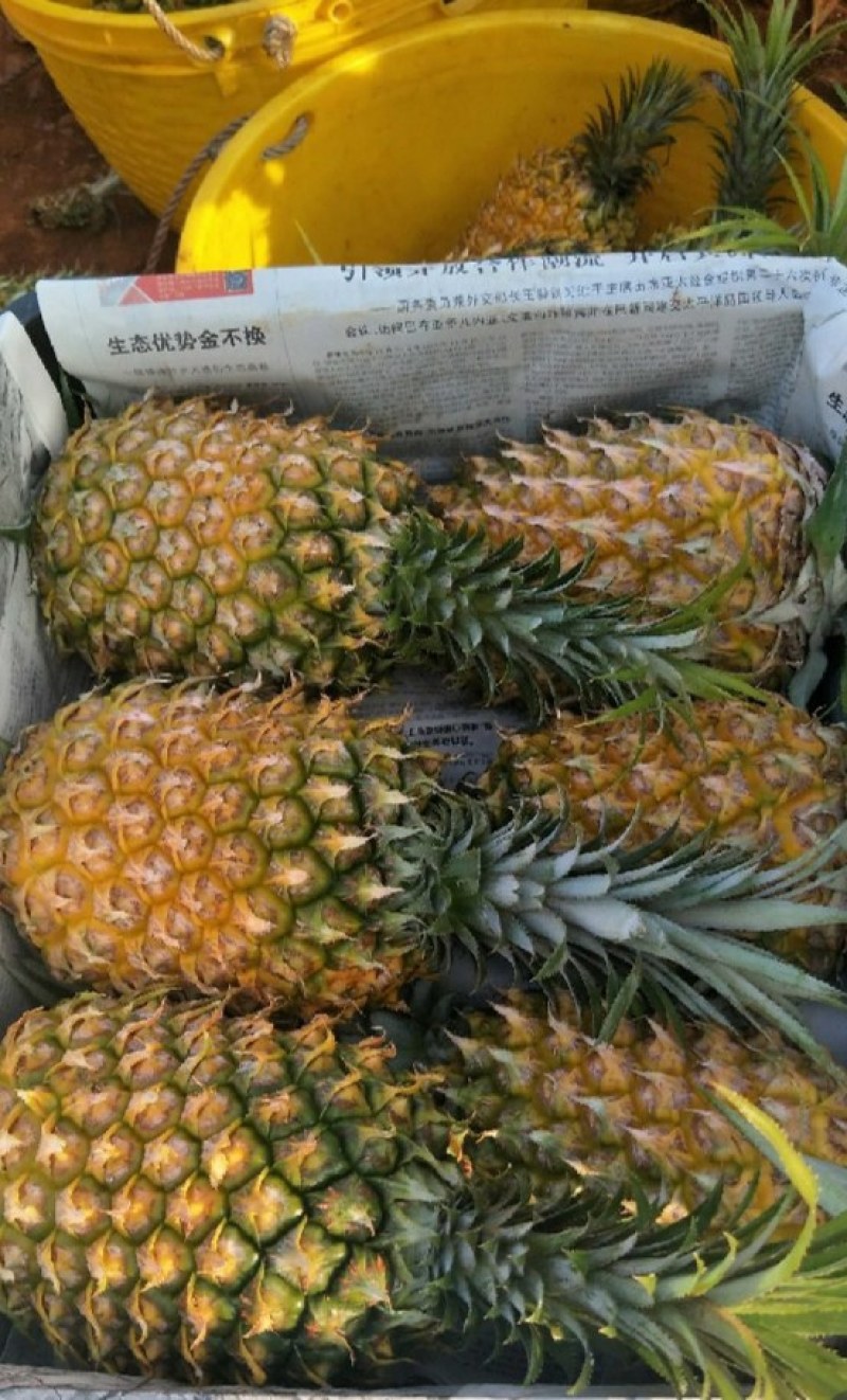 菠萝