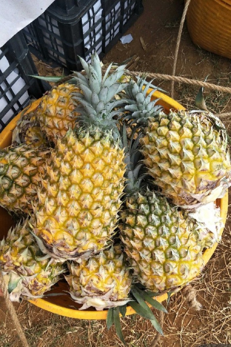 菠萝