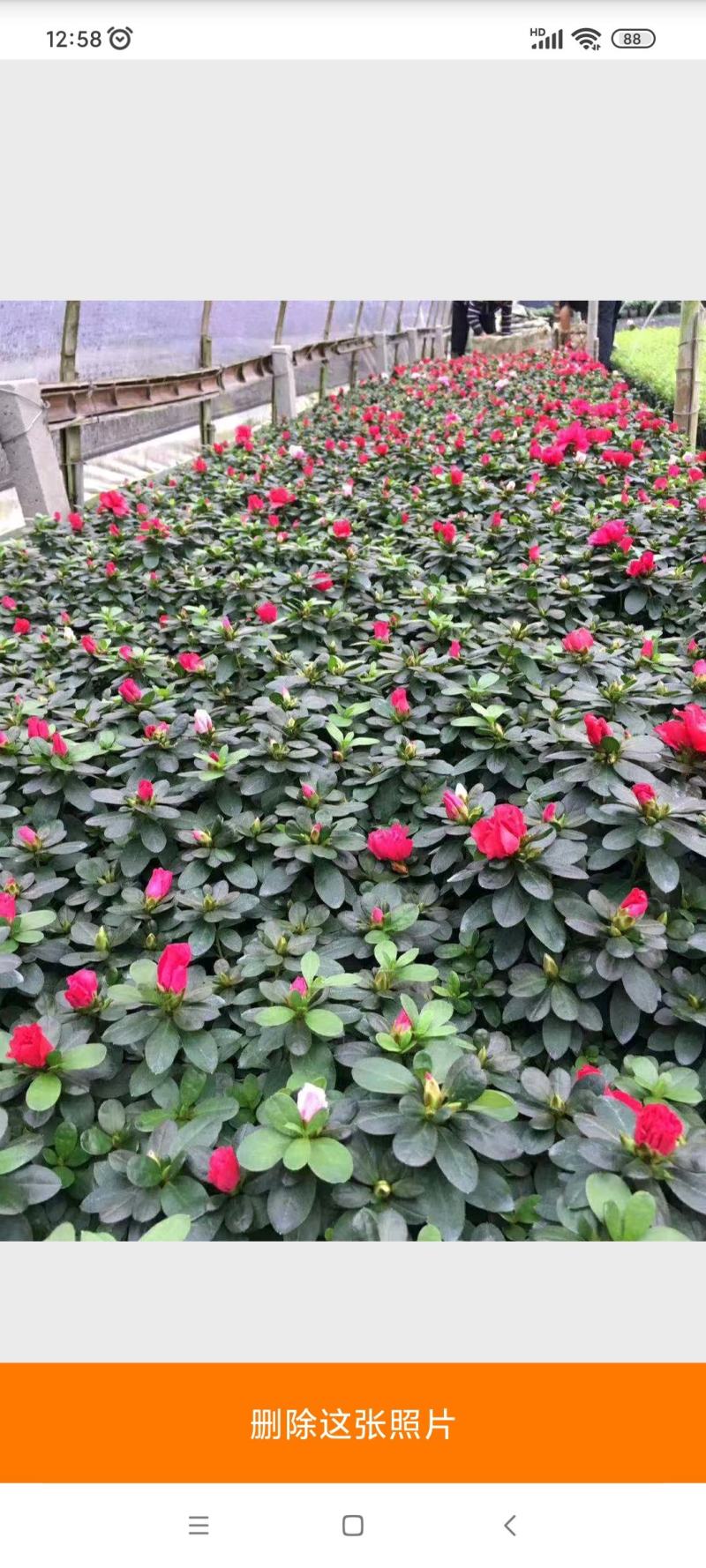 湖南夏鹃，西洋杜鹃杯苗，夏鹃球湖南比利时杜鹃小苗量大从优