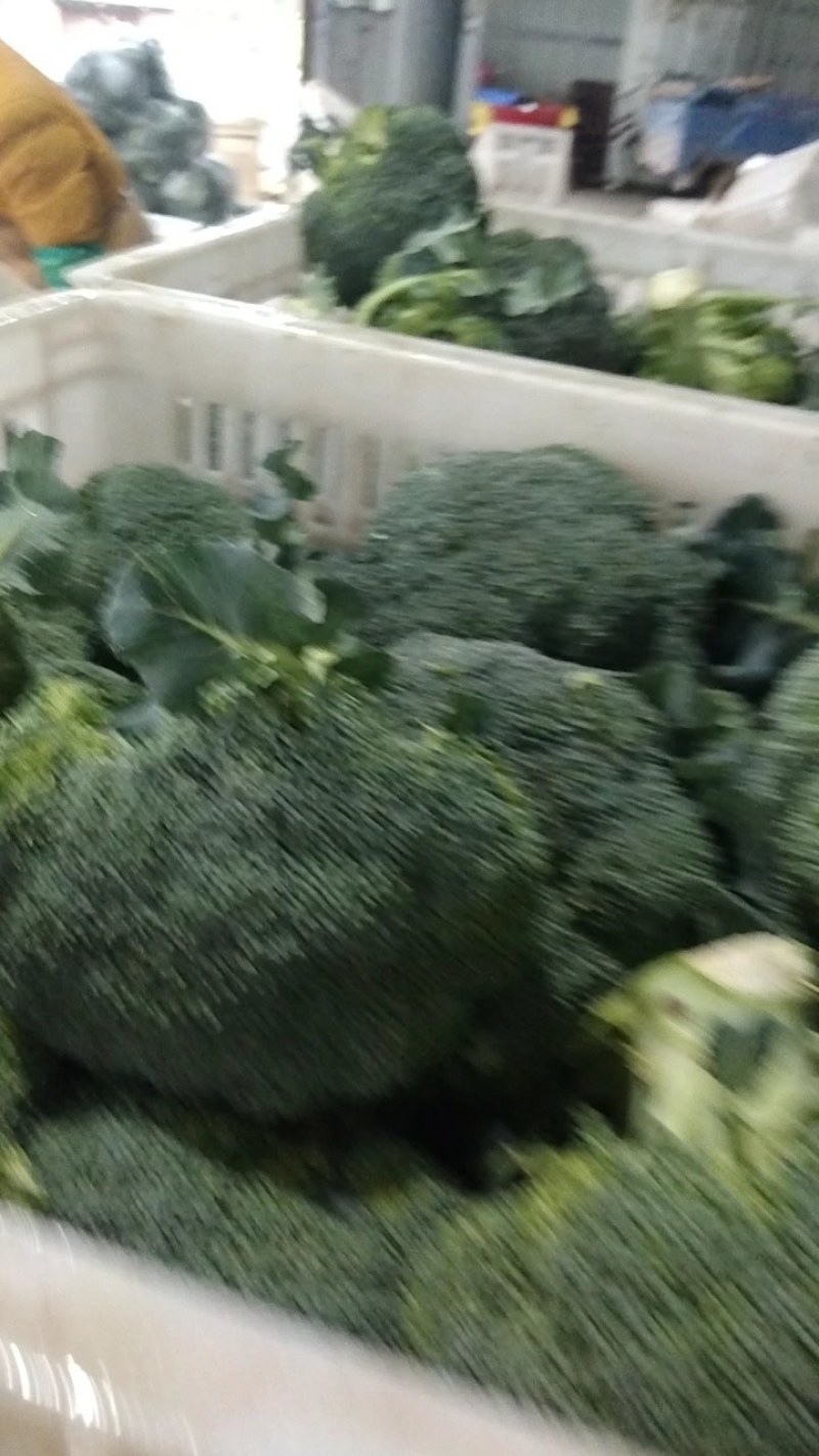 湖北精品西兰花，正在热销中，质量好，价格美丽等你来盘