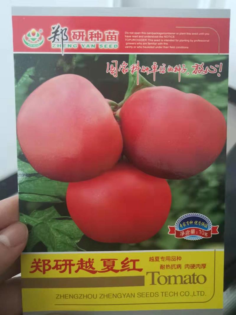 郑研越夏红西红柿种子2000粒，耐热硬肉越夏栽培