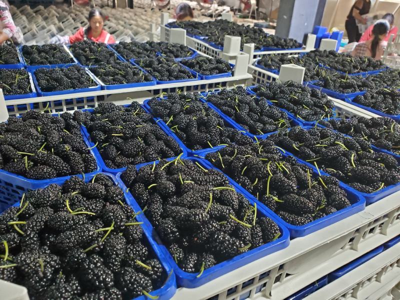 德昌桑葚产地实力代办提供冷库免费质量监理包装齐全