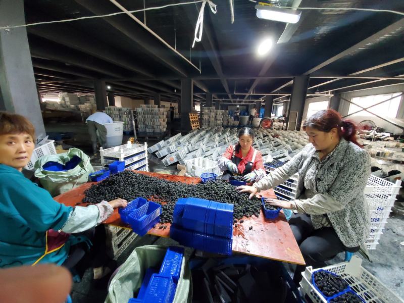 德昌桑葚产地实力代办提供冷库免费质量监理包装齐全