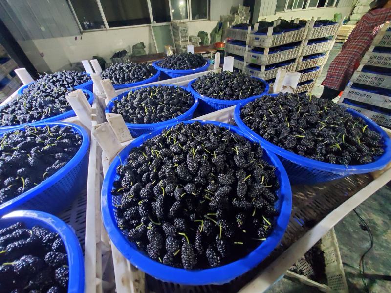 德昌桑葚产地实力代办提供冷库免费质量监理包装齐全