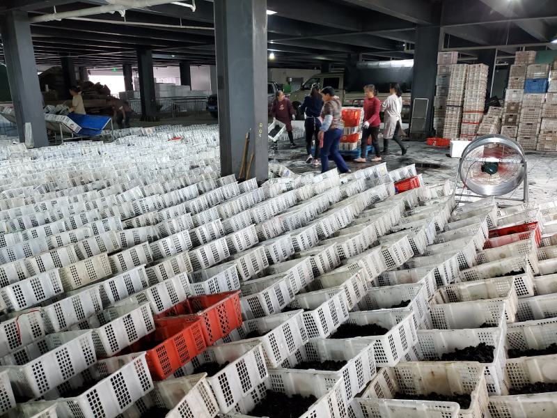 德昌桑葚产地实力代办提供冷库免费质量监理包装齐全