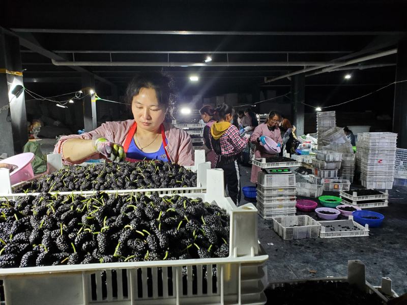 德昌桑葚产地实力代办提供冷库免费质量监理包装齐全