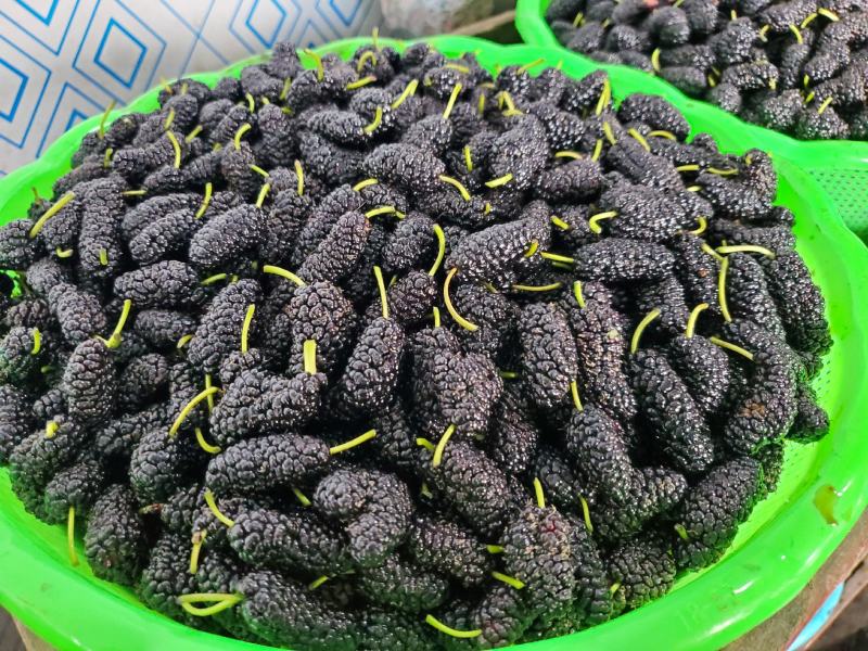 德昌桑葚产地实力代办提供冷库免费质量监理包装齐全
