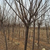 中华太阳李2-3公分新树一年头有量需要的
