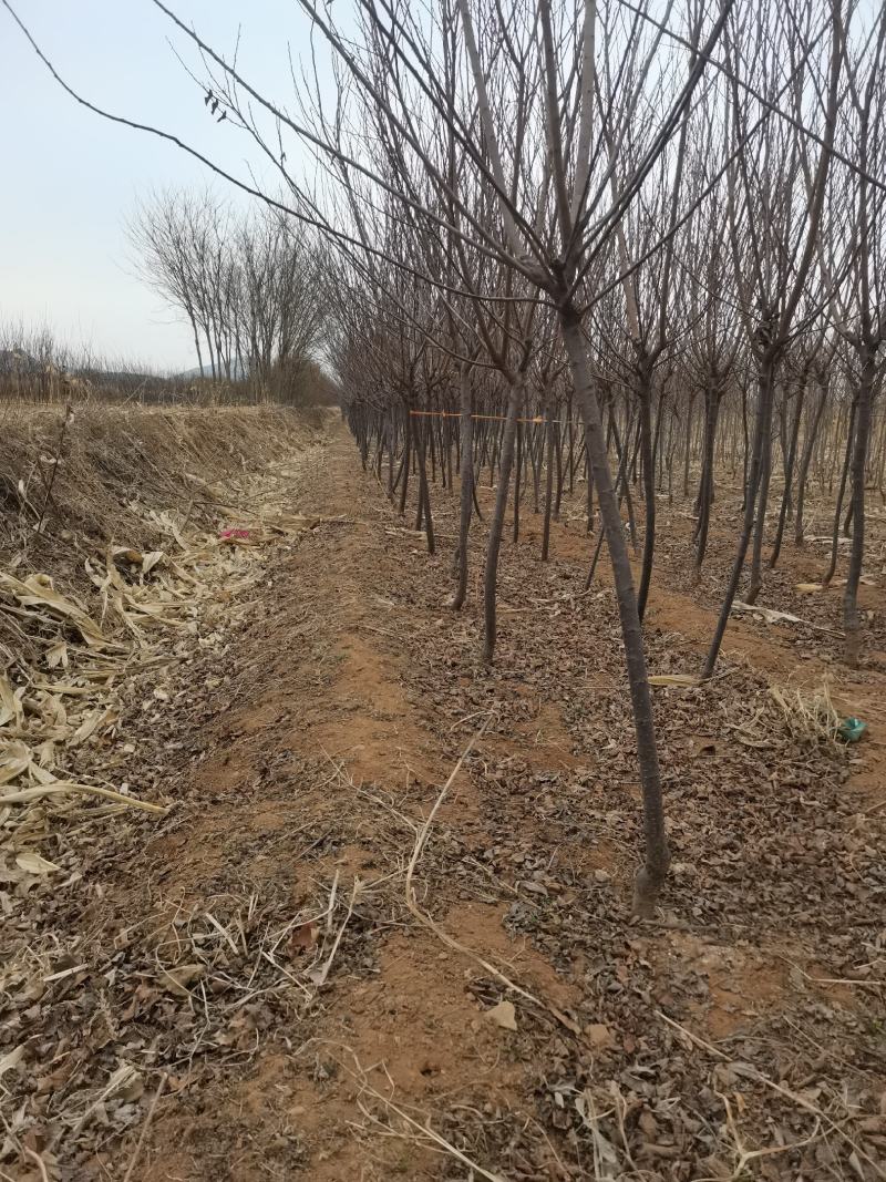 中华太阳李2-3公分新树一年头有量需要的联系