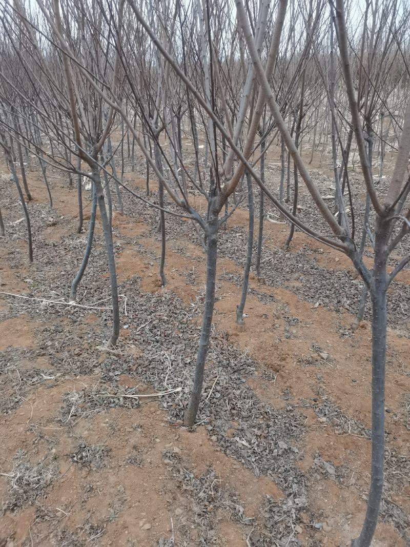 中华太阳李2-3公分新树一年头有量需要的联系