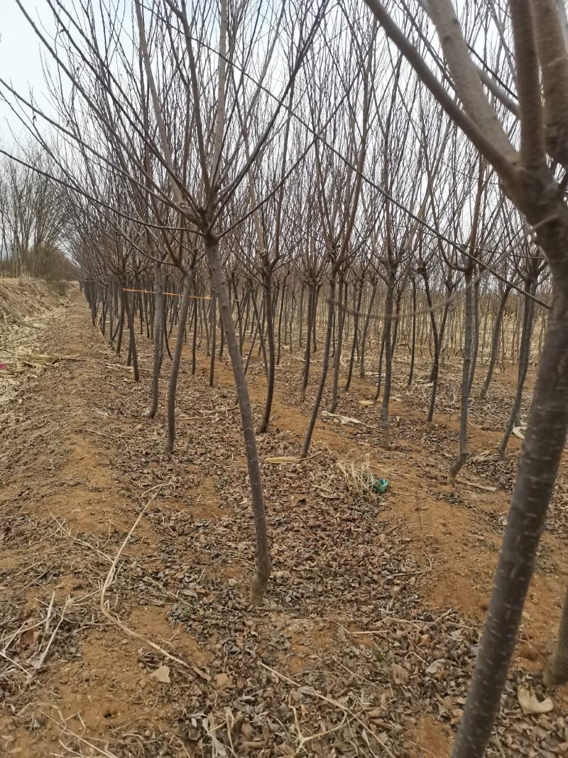 中华太阳李2-3公分新树一年头有量需要的联系