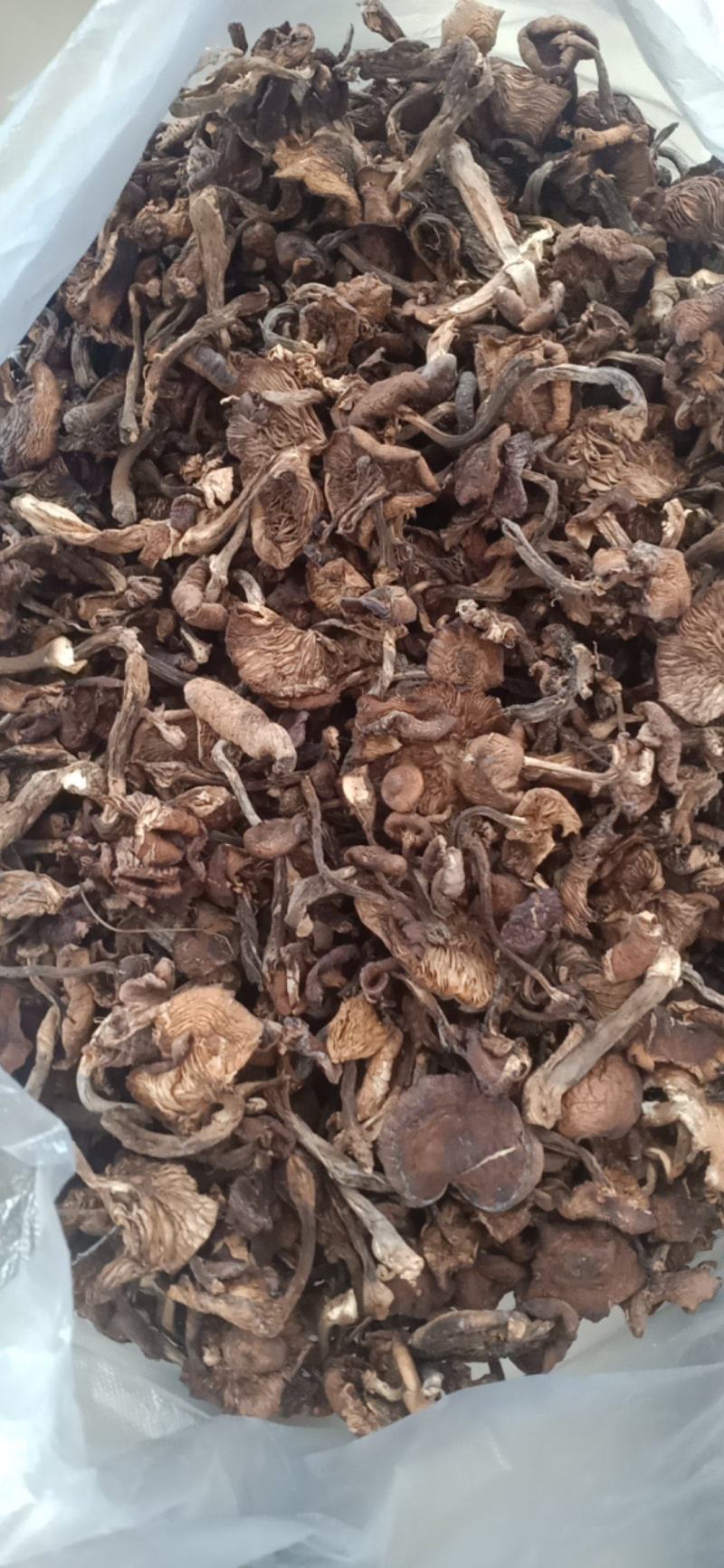 黑龙江本地榛蘑，保证质量无沫，发货不咬皮。