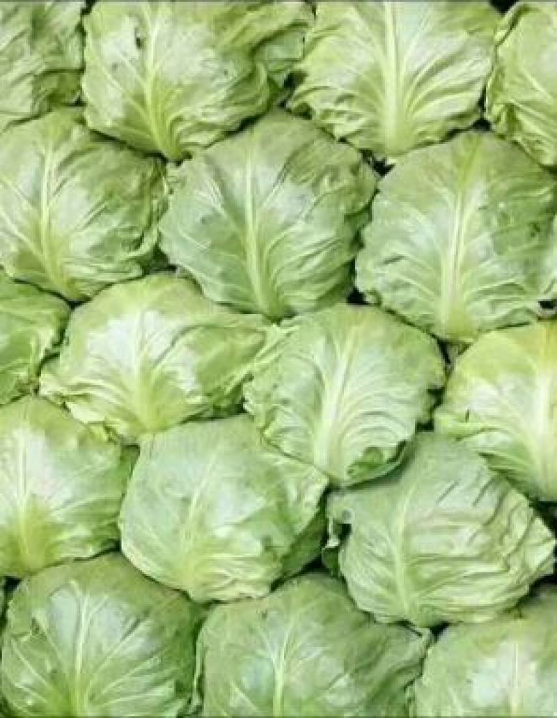 【甘蓝】山东圆包菜大量上市一手货源可视频看货欢迎