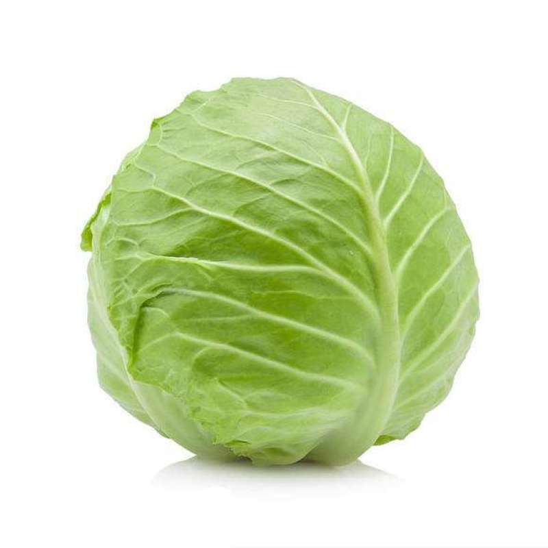 【甘蓝】山东圆包菜大量上市一手货源可视频看货欢迎